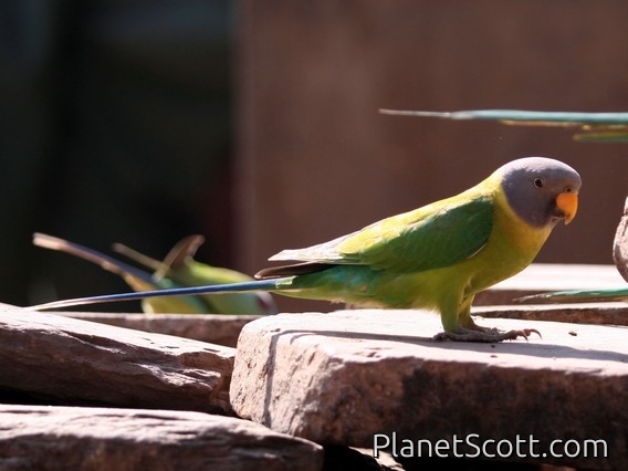 Plum-headed Parakeet (Psittacula cyanocephala) Female