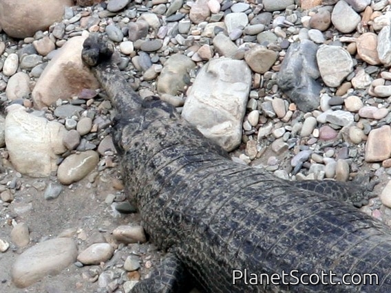 Gharial (Gavialis gangeticus) Male
