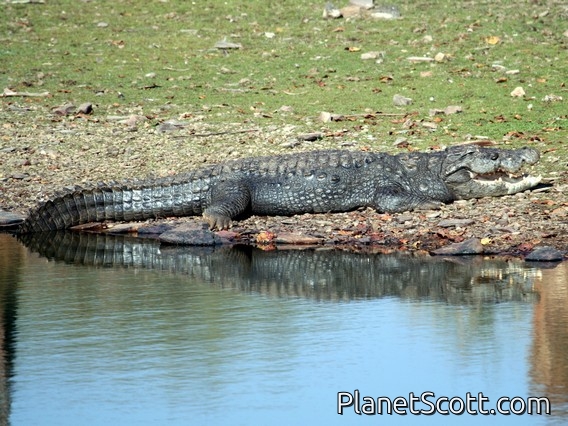 Indian Swamp Crocodile (Crocodylus palustris) 