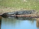 Indian Swamp Crocodile (Crocodylus palustris) 