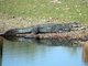 Indian Swamp Crocodile (Crocodylus palustris) 