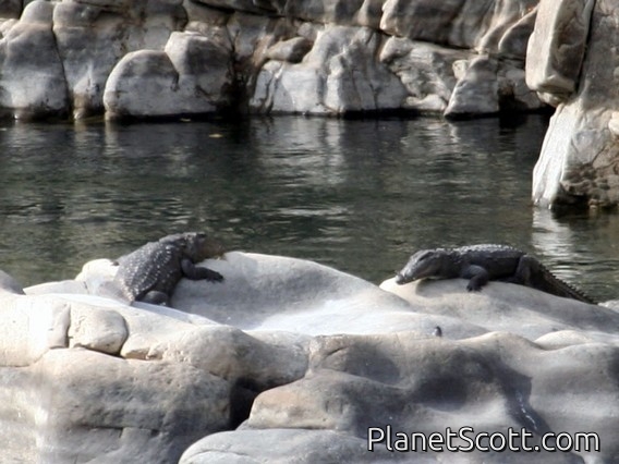Indian Swamp Crocodile (Crocodylus palustris)