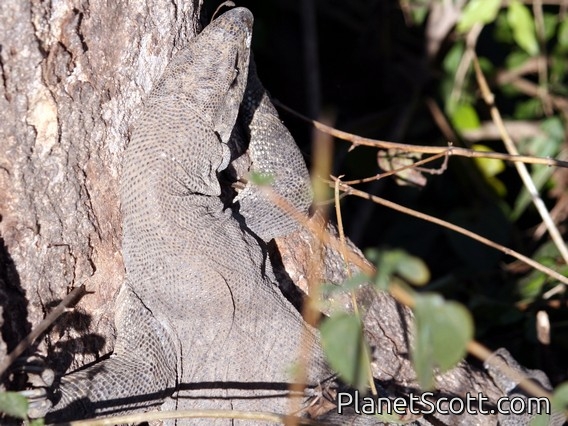 Indian Monitor Lizard (Varanus bengalensis)