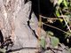 Indian Monitor Lizard (Varanus bengalensis)