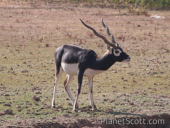 Blackbuck (Antilope cervicapra) 