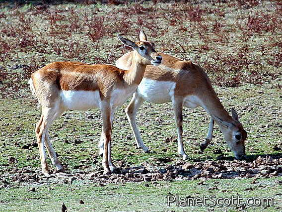 Blackbuck (Antilope cervicapra) Females