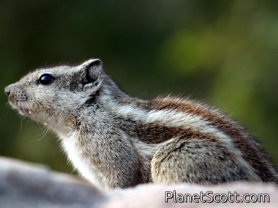 Five-striped Palm Squirrel (Funambulus pennantii)