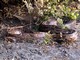 Asian Rock Python (Python molurus) 