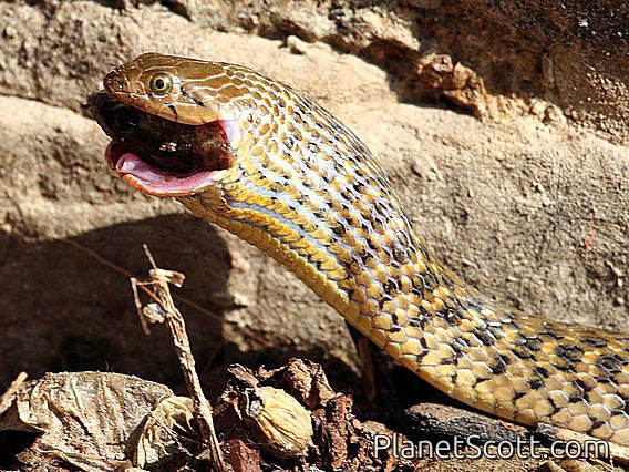 Checkered Keelback Snake (Xenochrophis piscator)