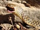 Checkered Keelback Snake (Xenochrophis piscator) 