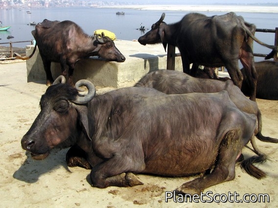 water buffalo (Bubalus bubalis)