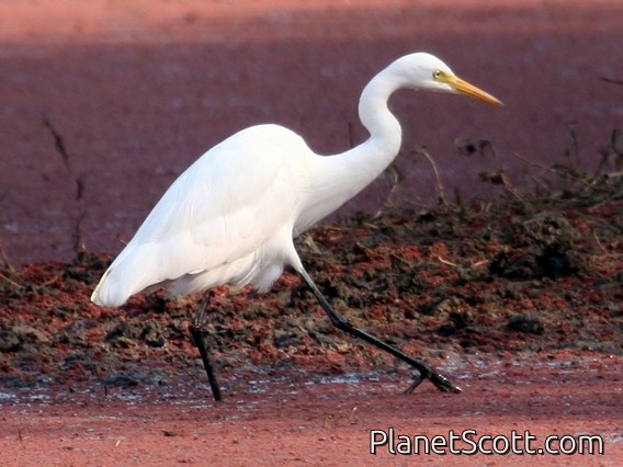 Medium Egret (Ardea intermedia)