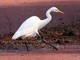 Medium Egret (Ardea intermedia) 