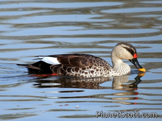 Spot-billed Duck (Anas poecilorhyncha)