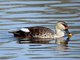 Spot-billed Duck (Anas poecilorhyncha)