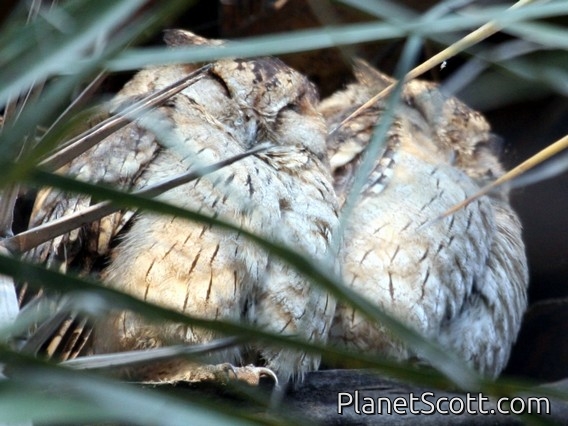 Collared Scops-Owl (Otus bakkamoena)