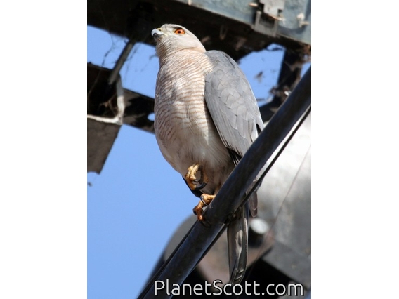 Shikra (Accipiter badius)