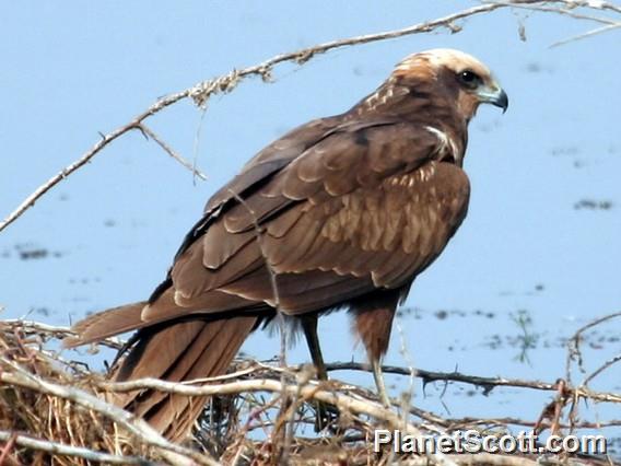 Western Marsh-Harrier (Circus aeruginosus)
