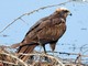 Western Marsh-Harrier (Circus aeruginosus) 