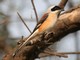 Bay-backed Shrike (Lanius vittatus) 