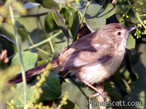 Plain Prinia (Prinia inornata)