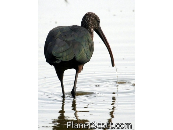 Glossy Ibis (Plegadis falcinellus)