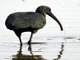 Glossy Ibis (Plegadis falcinellus)
