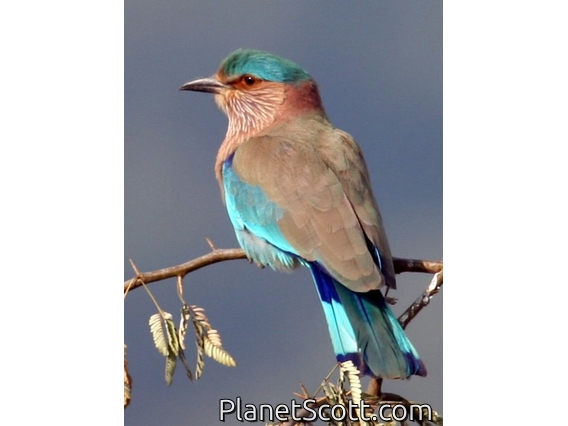 Indian Roller (Coracias benghalensis)