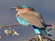Indian Roller (Coracias benghalensis) 