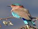 Indian Roller (Coracias benghalensis)
