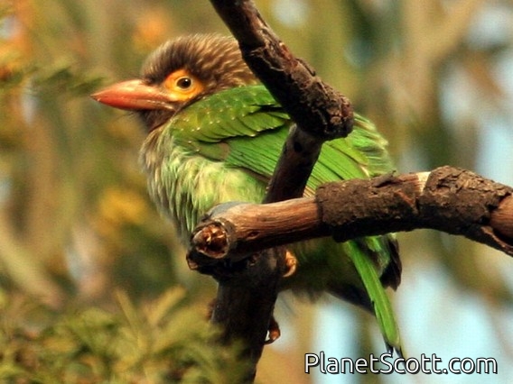 Brown-headed Barbet (Psilopogon zeylanicus)