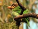 Brown-headed Barbet (Psilopogon zeylanicus) 