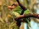 Brown-headed Barbet (Psilopogon zeylanicus)