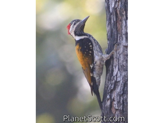 Black-rumped Flameback (Dinopium benghalense)