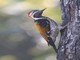 Black-rumped Flameback (Dinopium benghalense) 