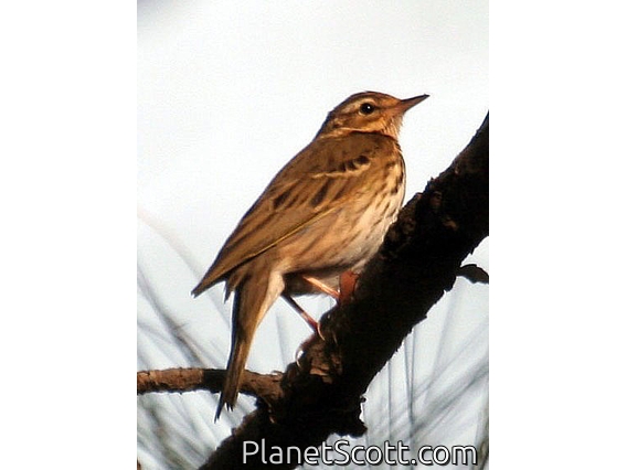 Olive-backed Pipit (Anthus hodgsoni)