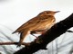 Olive-backed Pipit (Anthus hodgsoni) 