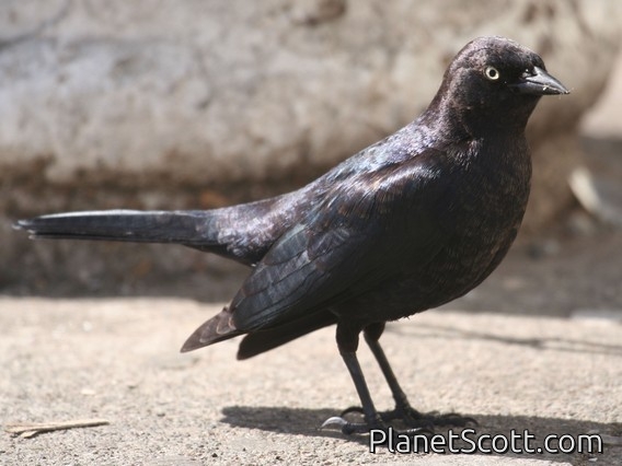 Brewer's Blackbird (Euphagus cyanocephalus) Male