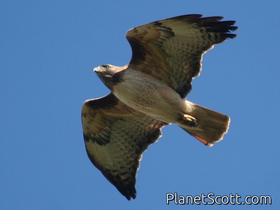 Red-tailed Hawk (Buteo jamaicensis)