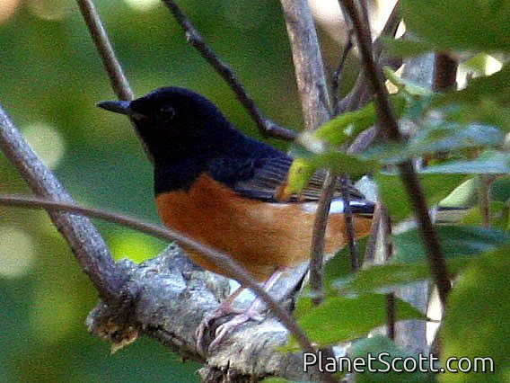 White-rumped Shama (Copsychus malabaricus)