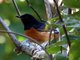 White-rumped Shama (Copsychus malabaricus)