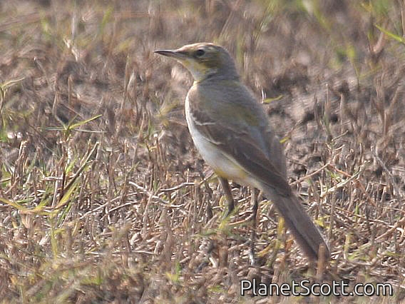 Grey Wagtail (Motacilla cinerea)