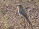 Grey Wagtail (Motacilla cinerea) 