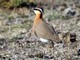 Indian Courser (Cursorius coromandelicus) 