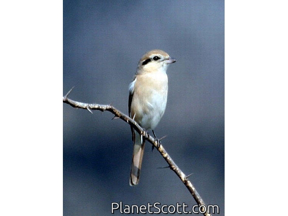 Isabelline Shrike (Lanius isabellinus)