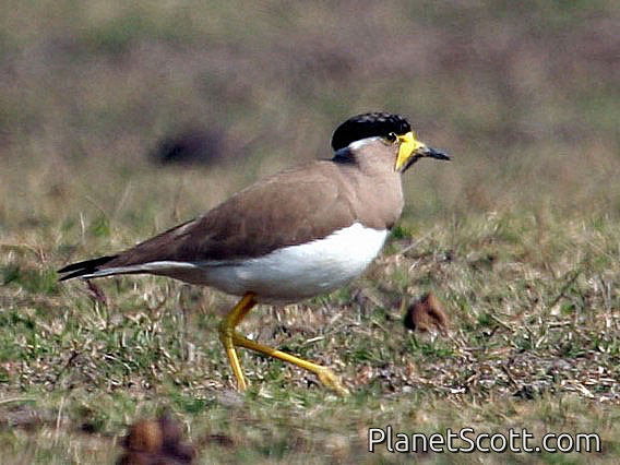 Yellow-wattled Lapwing (Vanellus malabaricus)