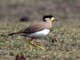Yellow-wattled Lapwing (Vanellus malabaricus) 