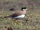 Yellow-wattled Lapwing (Vanellus malabaricus)