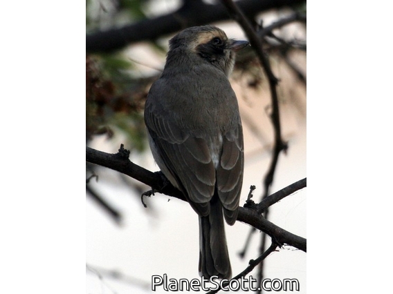 Common Woodshrike (Tephrodornis pondicerianus)