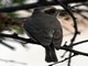 Common Woodshrike (Tephrodornis pondicerianus) 